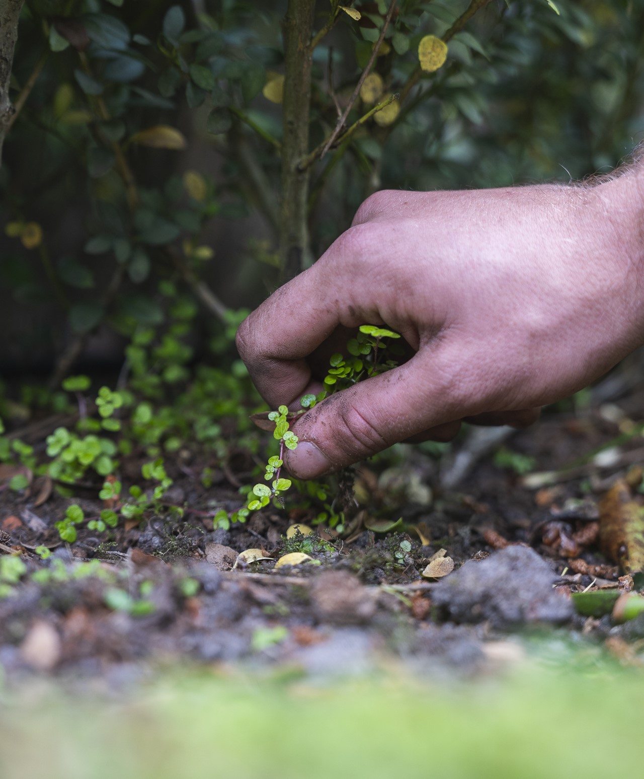 Close-up van een hand die onkruid verwijdert uit een tuin.